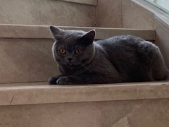 -Catmate·猫肥家润(金润铂宫店)