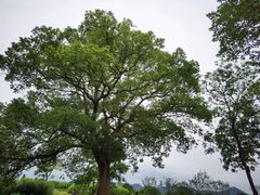 -良渚古城遗址公园