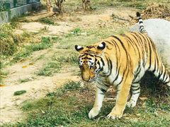 -泉州海丝野生动物世界