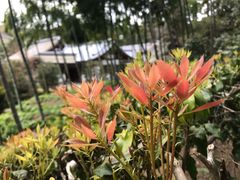 -西芳寺(苔寺)