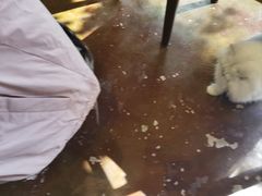 -猫猫幼稚园·撸猫·桌游·电玩