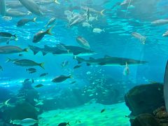 -瑞普利水族馆