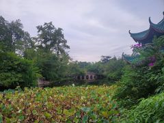 -桂湖森林公园