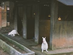 -清迈夜间动物园