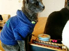 -猫咖时代(中山亭店)