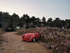 -大塘金香草谷