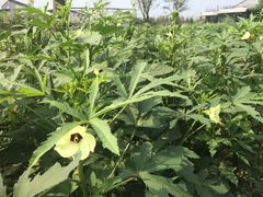 -田园东方蜜桃村的田野营地