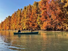 -上海海湾国家森林公园