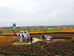 -枫林花海