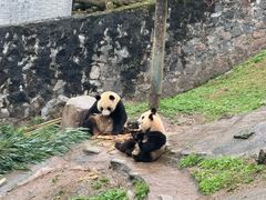 -都江堰中华大熊猫苑