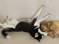 -共舞时光猫咖·狗咖(新街口店)