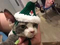 -安安宠医宠物医院·异宠·犬猫内科(岳阳分院)