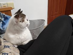 -御宝贝·A梦猫科宠物医院(国际猫友好医院)