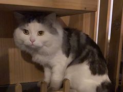 -Mr.Fox狐狸先生超级密室(南山店)