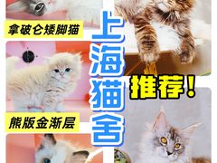 -麒麟缅因猫舍·十五年缅因猫选购中心