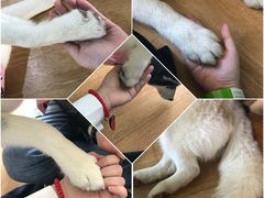 -Husky Go! 哈士奇体验馆·宠物咖啡厅狗咖