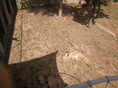 -西霞口神雕山野生动物世界