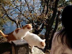 -终南山南五台景区