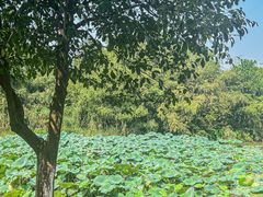 -艾溪湖湿地公园