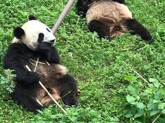 -都江堰中华大熊猫苑
