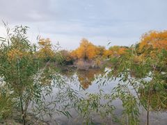-金塔沙漠胡杨林景区