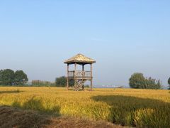 -莲花岛景区