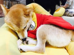 -逗柴咖啡屋·狗咖猫咖宠物桌游