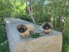 -宠福鑫康馨动物医院·骨科·眼科