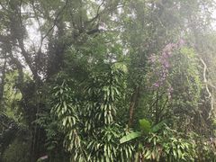 -莫里热带雨林景区