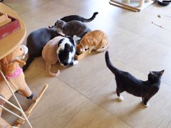 -猫咖时代(中山亭店)