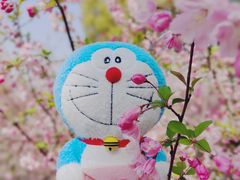 -高东镇樱花园