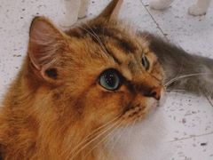 -猫域·湾主题猫咖·宠物吧(南坪城市广场店)