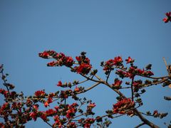 -广州中山纪念堂