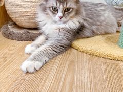 -有喵·猫咖·狗咖·30几只猫10只小狗(岗厦店)