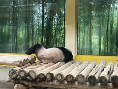 -杭州野生动物世界