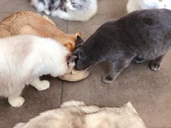 -飞行喵MR PILOT|猫舍·猫咖(静安大融城店)