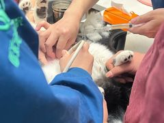 -瑞派康怡24h宠物医院·犬猫医疗中心·微创绝育(瑞景分院)