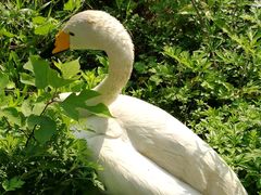 天鹅-艾溪湖湿地公园