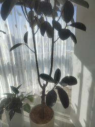 -HEYAN荷妍专业脱毛连锁机构