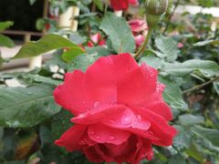 -人民公园(罗湖区)