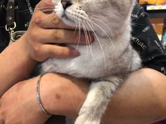 -糯米喵星人总部直营旗舰店·猫舍·幼猫出售