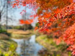 -花开海上生态园