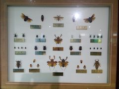-上海昆虫博物馆
