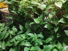 -东方豪客牛排意面披萨(金凤万达店)