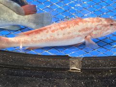 -后田海鲜餐厅(南澳香湖湾店)