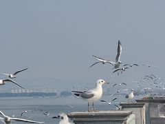-海埂大坝