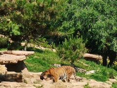 -北京野生动物园