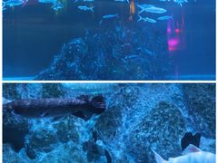 -正佳极地海洋世界