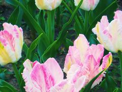 -北京植物园-展览温室