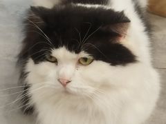 -楼上猫咖(罗湖店)